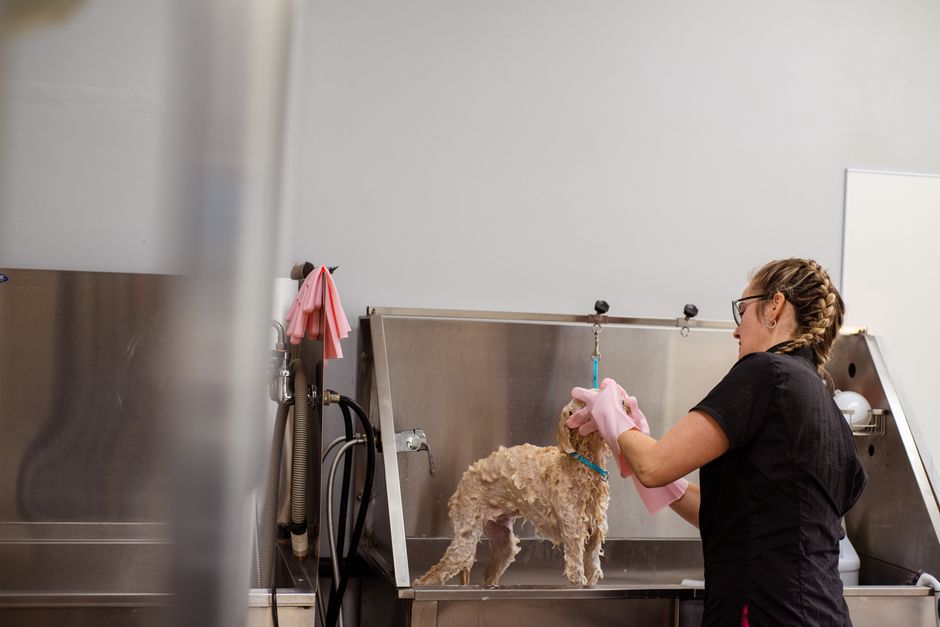 Pet Grooming