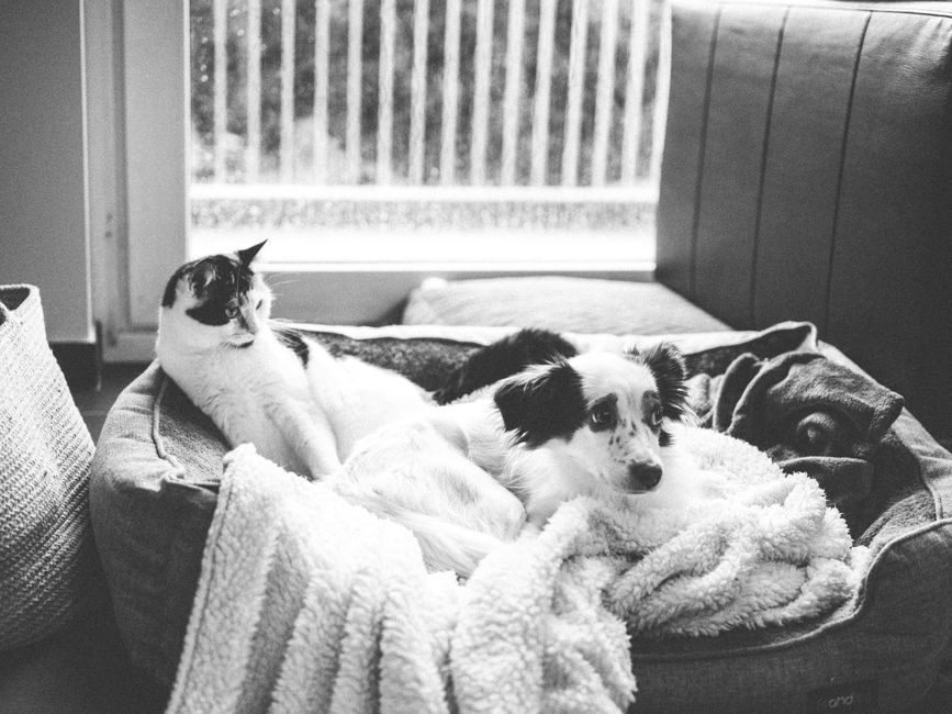 Pet Sitting