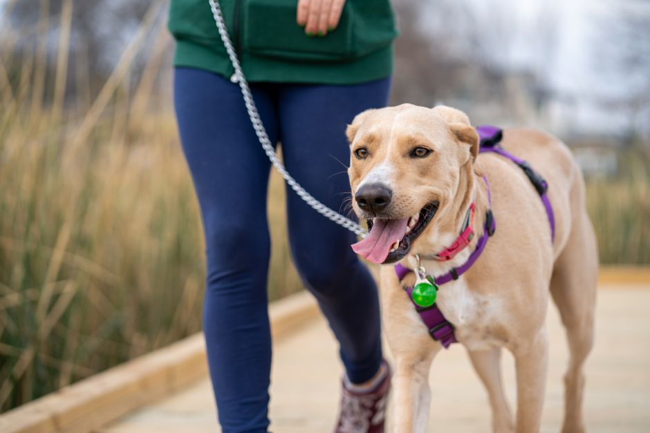 Dog Walking